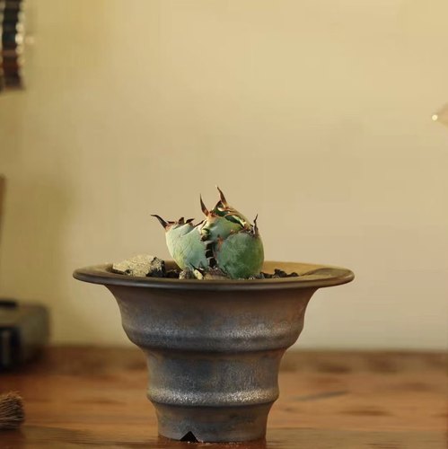 素里块根盆木村款龙舌兰塊根植物盆日式黑金全手工陶瓷透气阳台盆