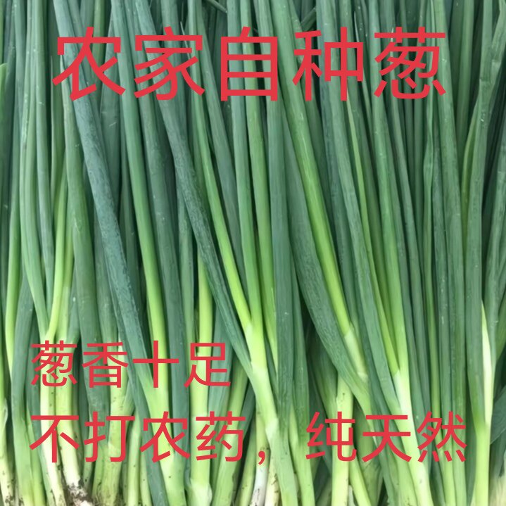 新鲜四季分葱现挖现发农家当季大白葱带根可栽种大香葱根苗结婚葱