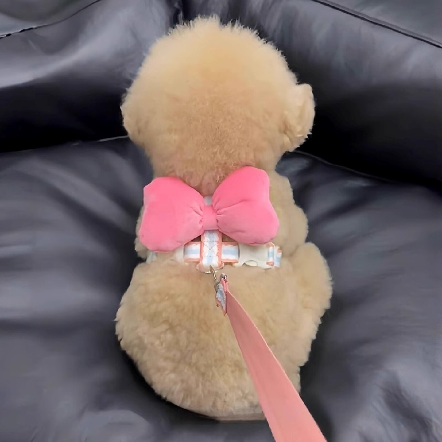 狗狗牵引绳可爱蝴蝶结胸背带泰迪比熊小型幼犬防挣脱背心式遛狗绳