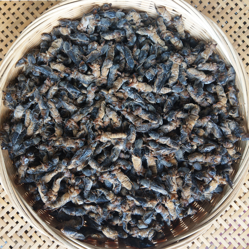 1斤蝼蛄鲜活速冻蝲蝲蛄土狗拉拉蛄食用昆虫土狗子顺丰包邮满4送1