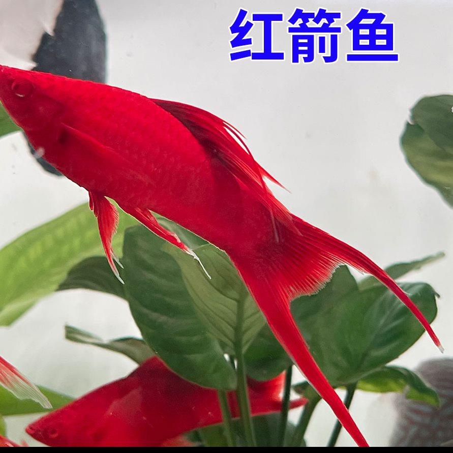 红箭鱼冷水观赏鱼小型热带双尾红剑鱼红米奇胎生活鱼苗好养耐活