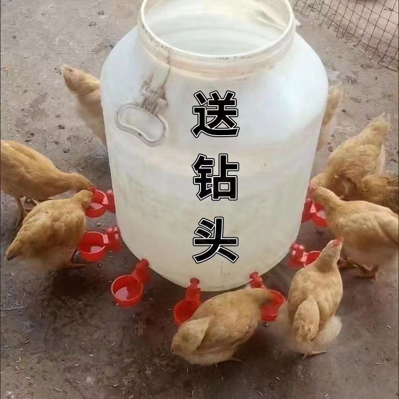 家禽自动饮水器鸡鸭鸽子