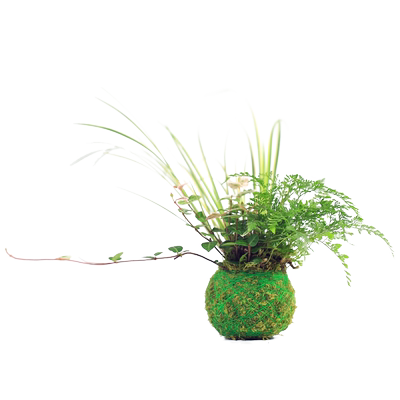 狼尾蕨菖蒲室内桌面懒人盆栽