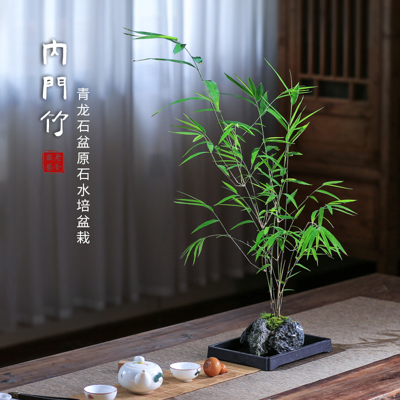 正宗台湾内门竹附石盆栽水培
