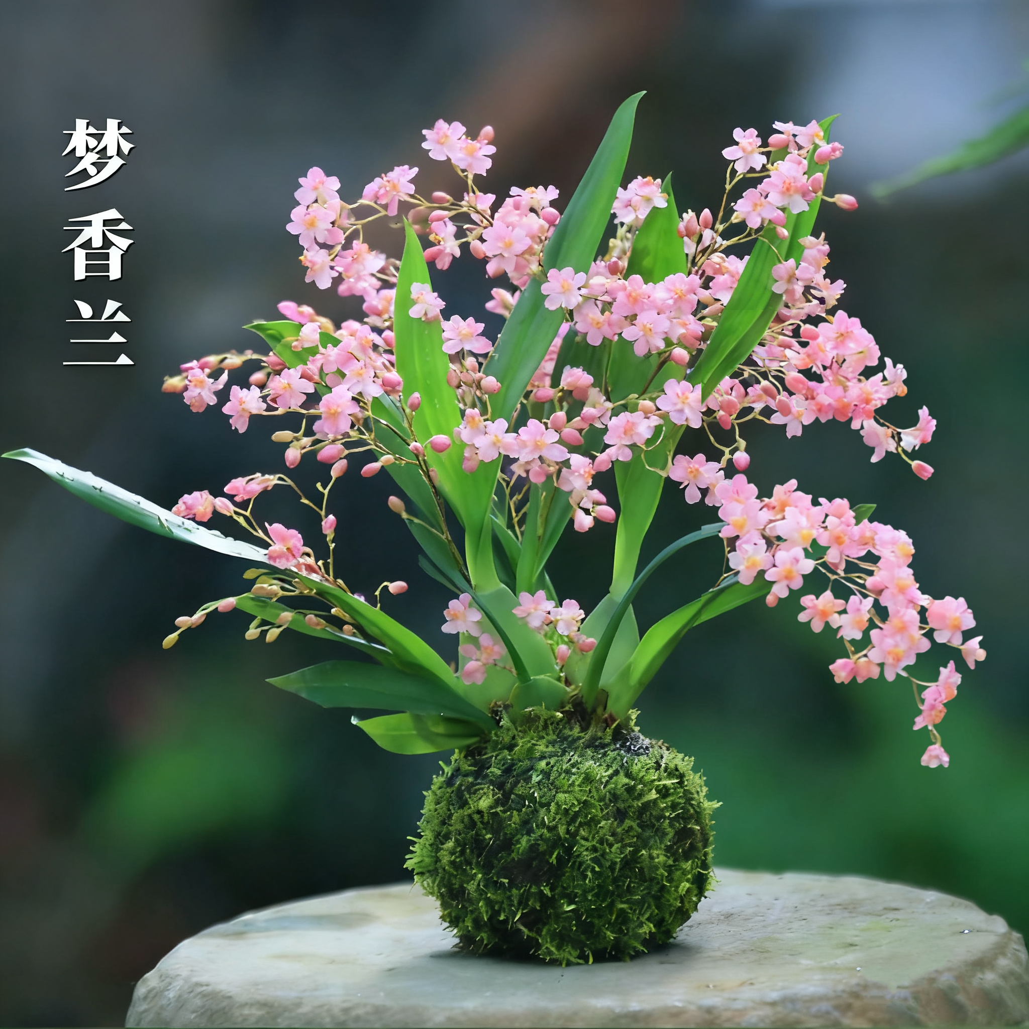 室内小兰花文心兰梦香兰