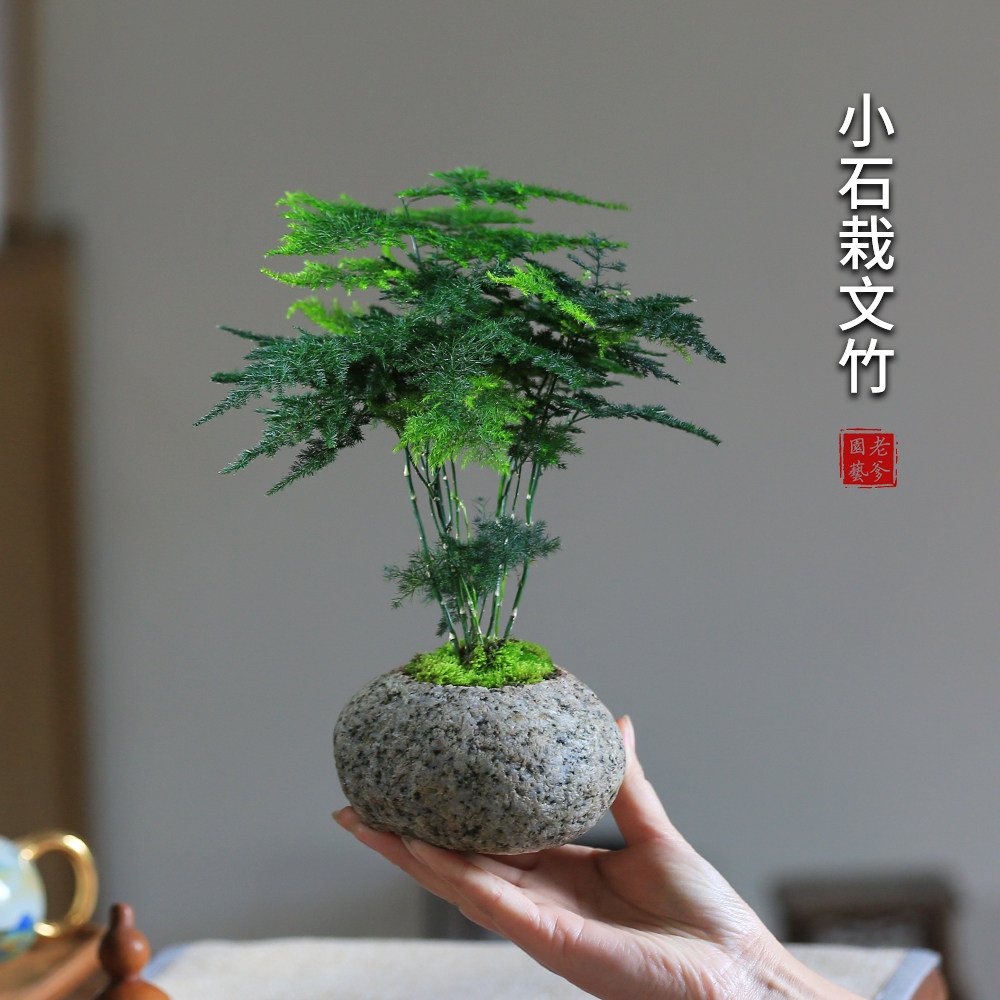 文竹盆栽桌面小绿植四季好养观叶创意盆景客厅办公桌水培植物阳台
