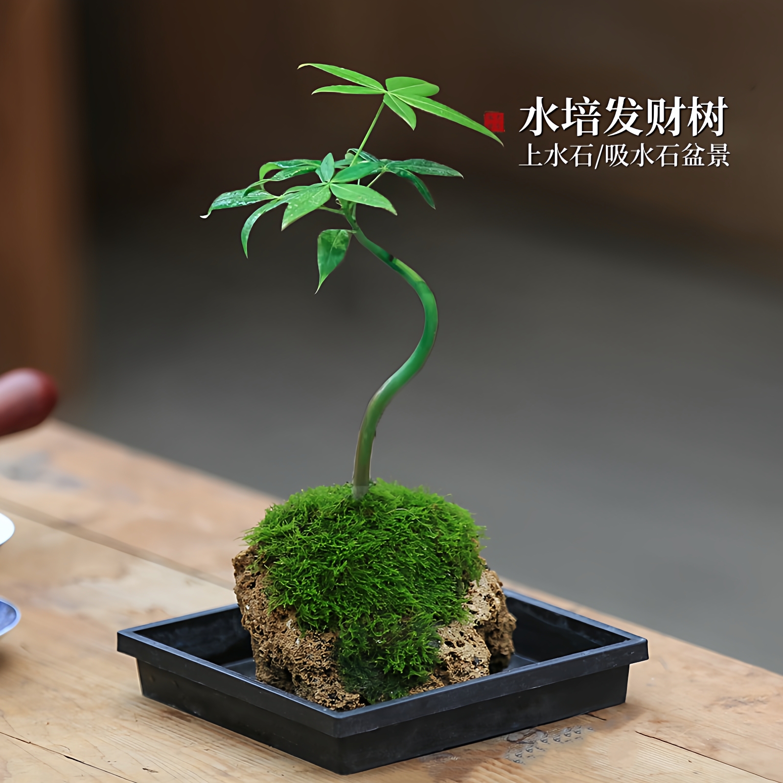 水培发财树吸水石盆景附石盆栽植物假山桌面绿植水养水陆缸造景