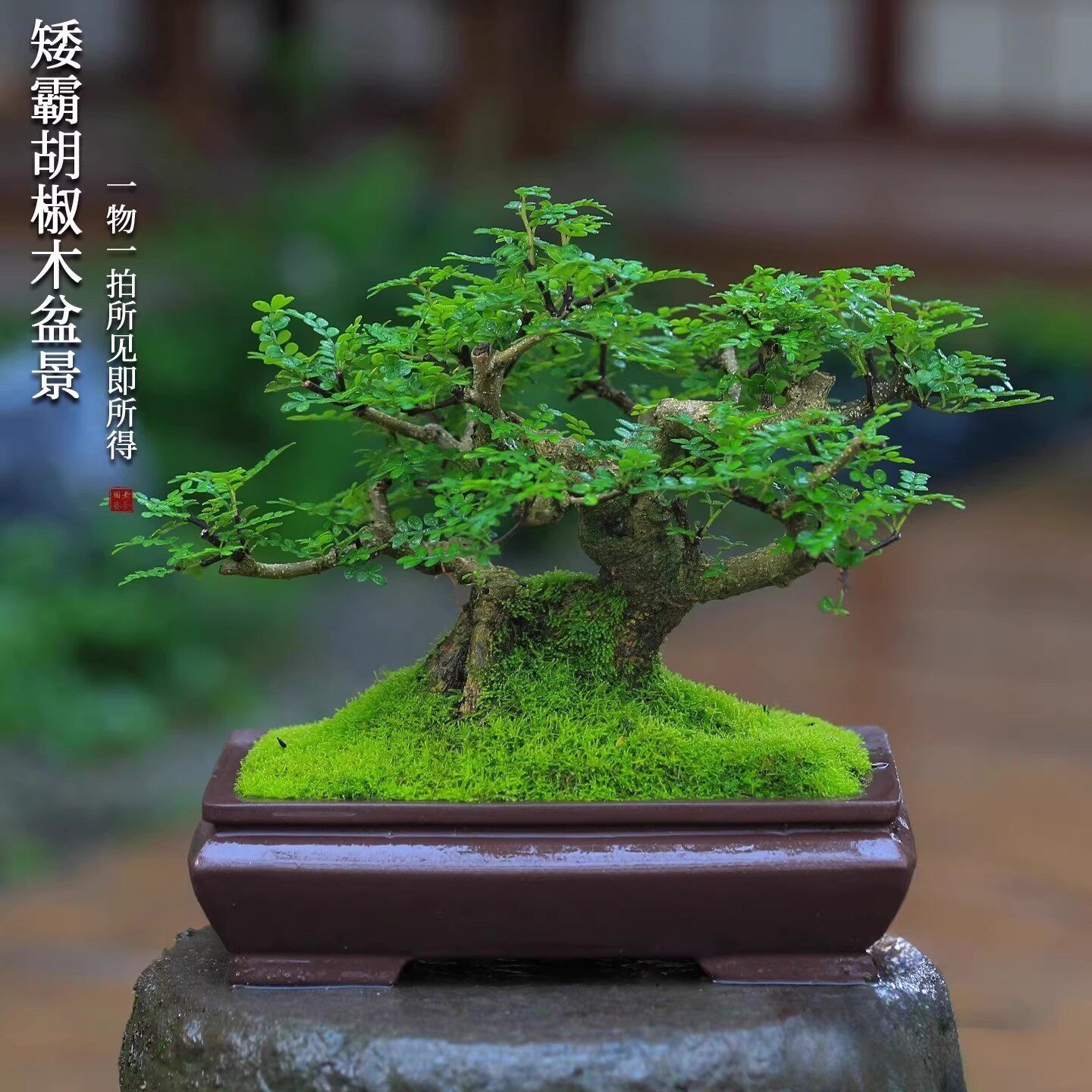 矮霸胡椒木盆景老桩造型植物庭院室内客厅办公室桌面绿植茶桌盆栽,鲜花速递/花卉仿真/绿植园艺,造型盆景,淘宝优惠券,粉丝福利购,淘宝优惠卷