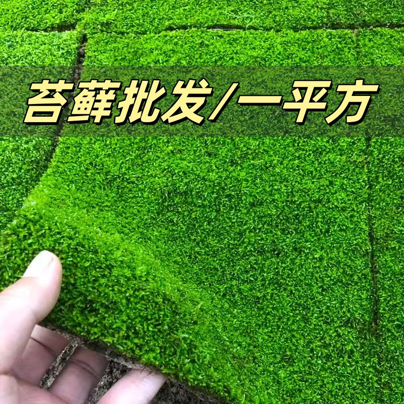 鲜活苔藓草皮青苔微景观星星藓庭院造景乌龟绿植盆栽盆景铺面植物