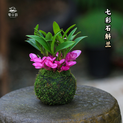 七彩香水石斛兰花水培苔藓球盆栽