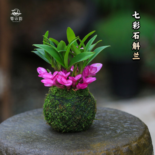 七彩香水石斛兰花水培苔藓球盆栽