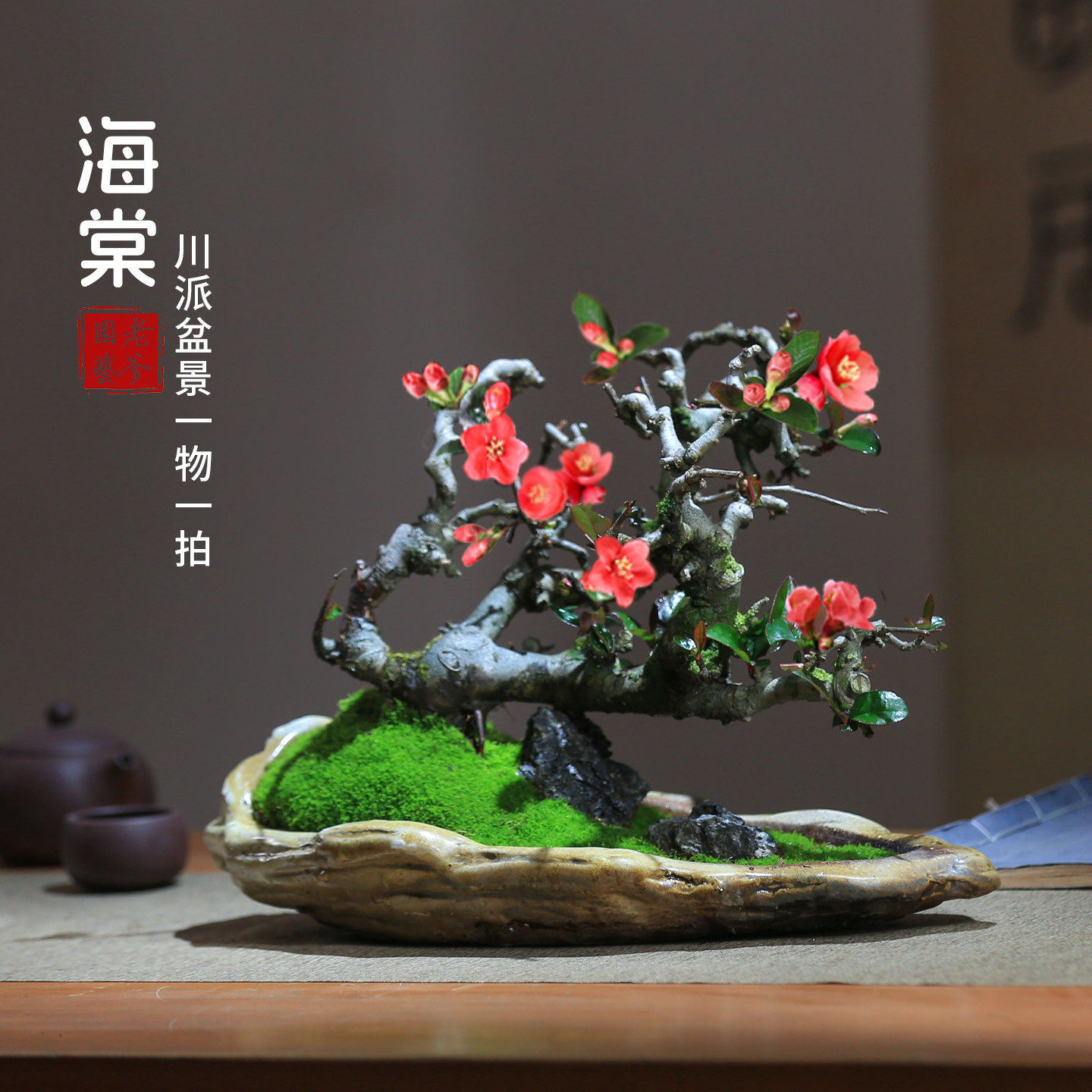 贴梗海棠花盆栽带花苞好养易活阳台庭院花卉一物一拍老桩植物造型,鲜花速递/花卉仿真/绿植园艺,绣球/木绣球/木本植物,淘宝优惠券,粉丝福利购,淘宝优惠卷