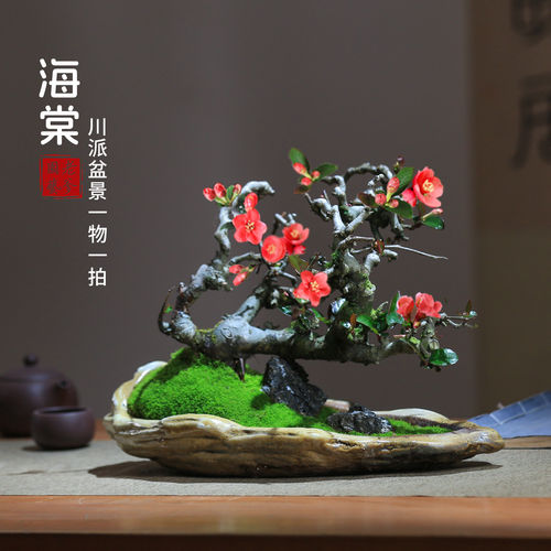 贴梗海棠花盆栽会开花好养易活阳台庭院花卉一物一拍老桩植物造型