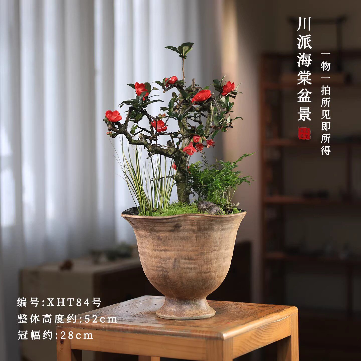 室内花卉植物贴梗海棠花盆栽会开花阳台花卉一物一拍老桩植物造型