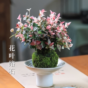 花叶络石水培植物苔藓球茶室办公室阳台桌面盆栽爬藤植物好养盆栽