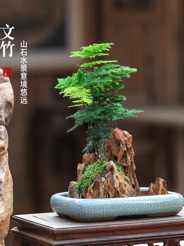 水培易活植物净化空气四季常青造型文竹盆栽茶台好养花卉盆景桌面