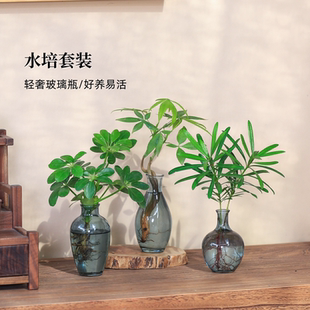 水培植物發(fā)財(cái)樹(shù)鴨腳木羅漢松九里香室內(nèi)小型玻璃盆栽懶人好養(yǎng)綠植