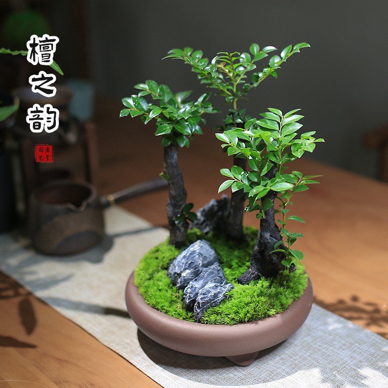 小叶紫檀室内绿植植物盆栽