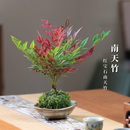 南天竹小盆栽室内书房茶室办公桌面水培观赏苔玉观叶盆景礼品好养