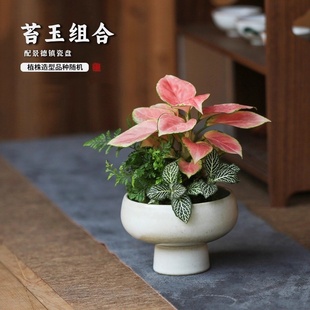 水培植物吉利红苔藓球盆栽桌面四季花卉好养室内办公室创意小绿植