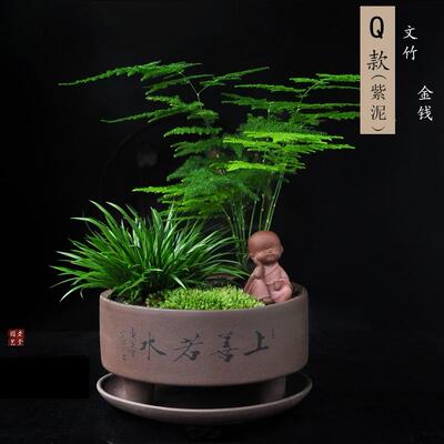 文竹盆栽附石造景植物阳台绿植