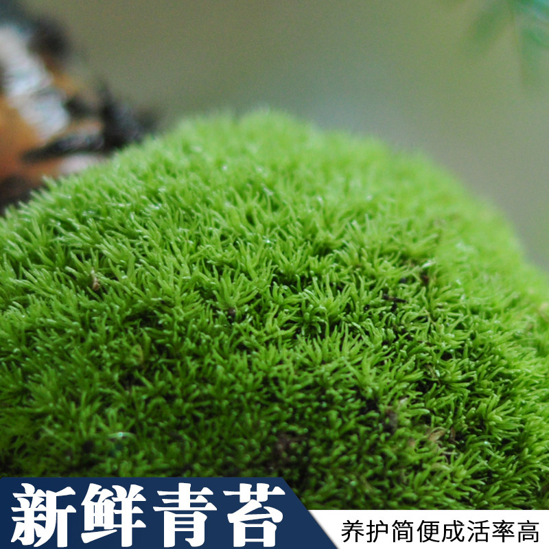 鲜活青苔绿植短绒白发苔藓真草皮微景观迷你盆景专用生态水缸植物