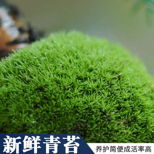 青苔白发苔藓微景观盆栽鲜活发货
