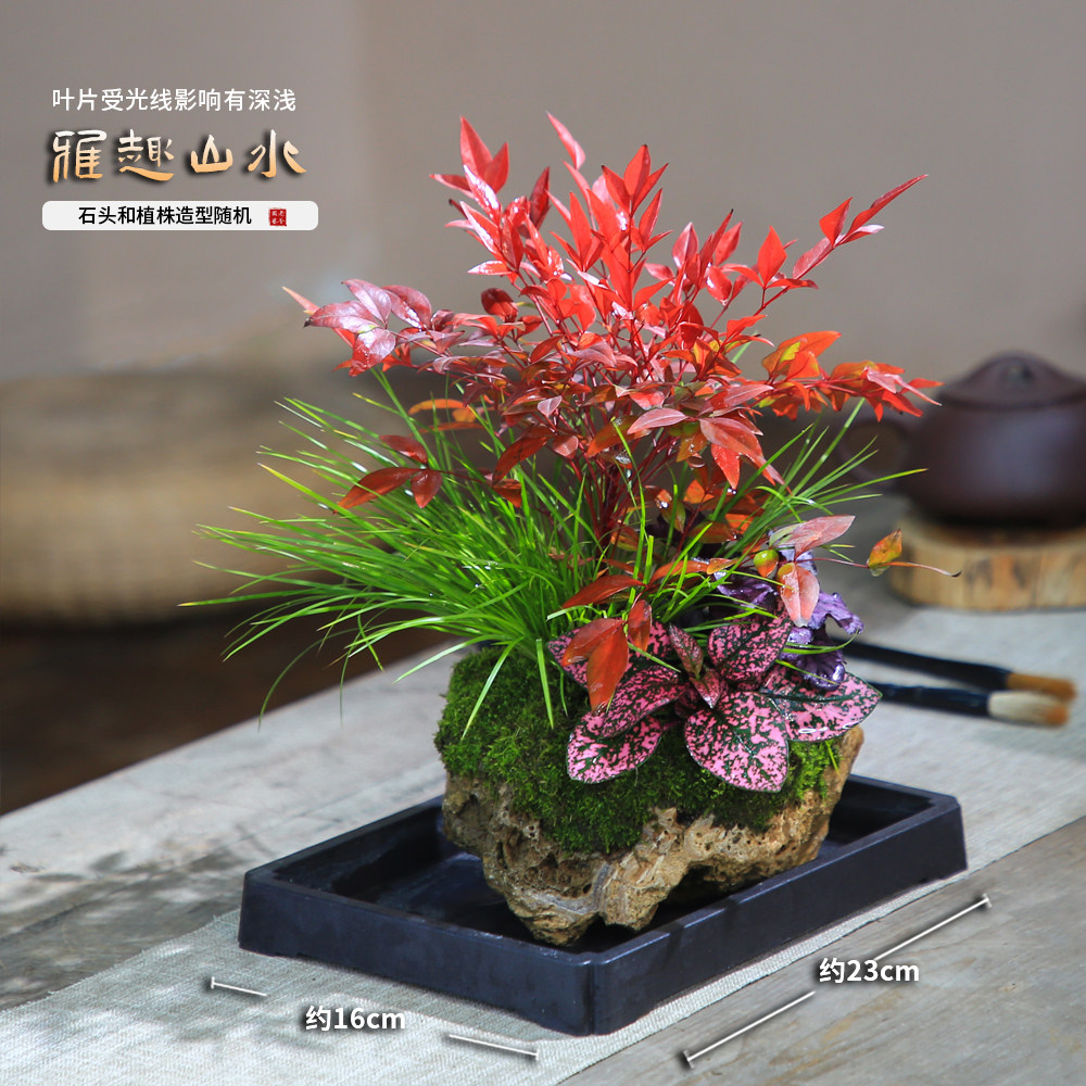 水培南天竹吸水石盆景附石盆栽文竹发财树假山桌面绿植水陆缸造景,鲜花速递/花卉仿真/绿植园艺,造型盆景,淘宝优惠券,粉丝福利购,淘宝优惠卷