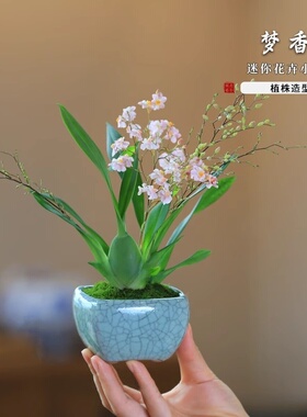 文心兰梦香兰小兰花苗好养易活的绿植花卉盆栽客厅花卉植物室内花