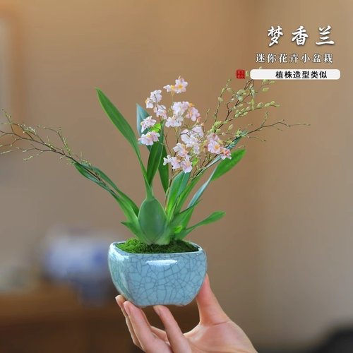 室内小兰花文心兰梦香兰