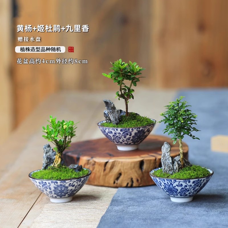 四季常青好养易活净化空气迷你盆栽