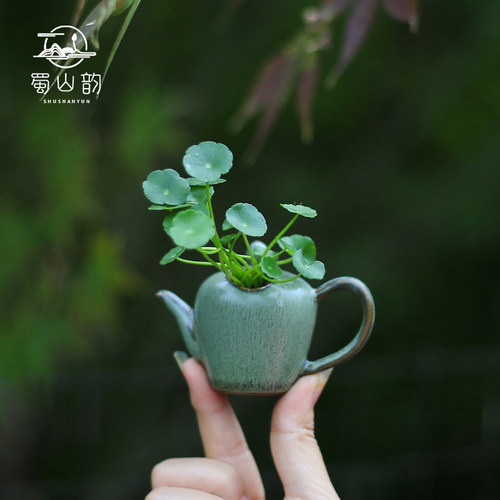铜钱草办公室水培好养植物