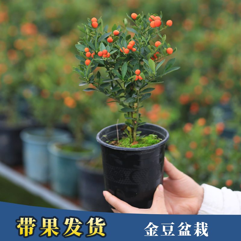 金豆盆景小金豆盆栽耐寒带果发货