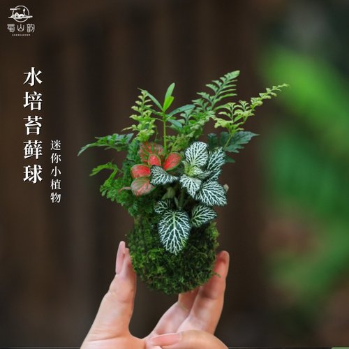 水培苔藓球植物发财树苔藓绿植