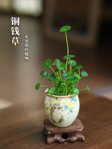 铜钱草水培植物室内花卉盆栽花盆桌面水栽小摆件办公室迷你绿植