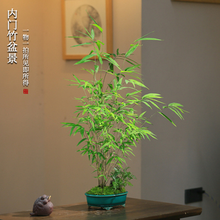 正品内门竹一物一拍竹子盆栽室内禅意茶室盆景植物好养新中式绿植