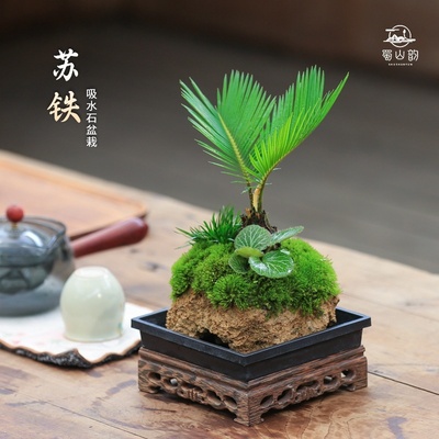 苏铁小铁树盆栽吸水石蕨类植物好养水培绿植耐阴铁树室内桌面常绿