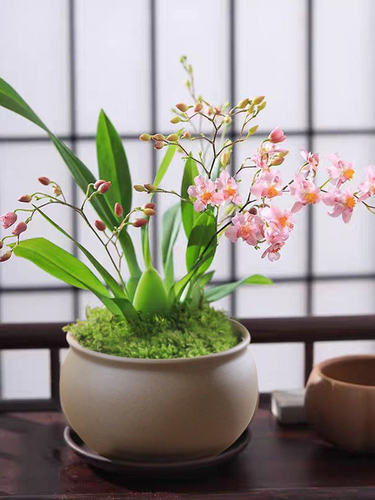 文心兰梦香兰小兰花苗好养易活的绿植花卉盆栽客厅花卉植物室内花