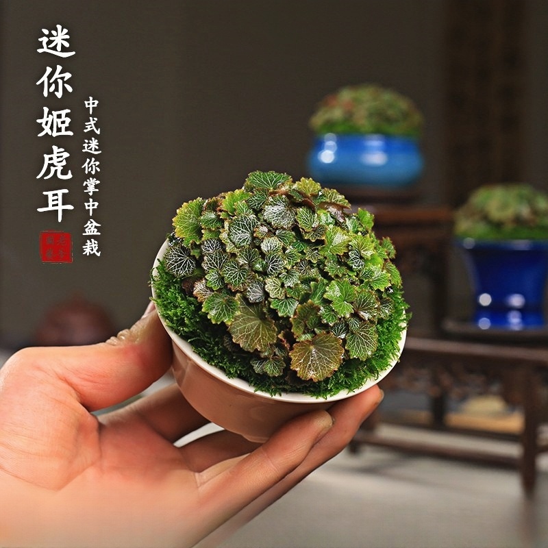 姬虎耳虎耳草多肉假山造景苔藓桌面迷你盆栽拇指雨林缸植物微景观