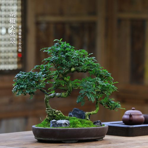 清香胡椒木造型盆景老桩