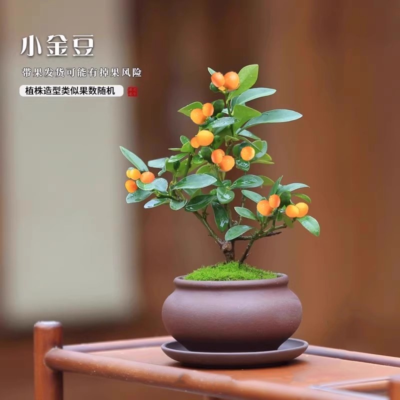金豆盆栽室内盆景带果冬季植物绿植客厅观果花卉桌面果树