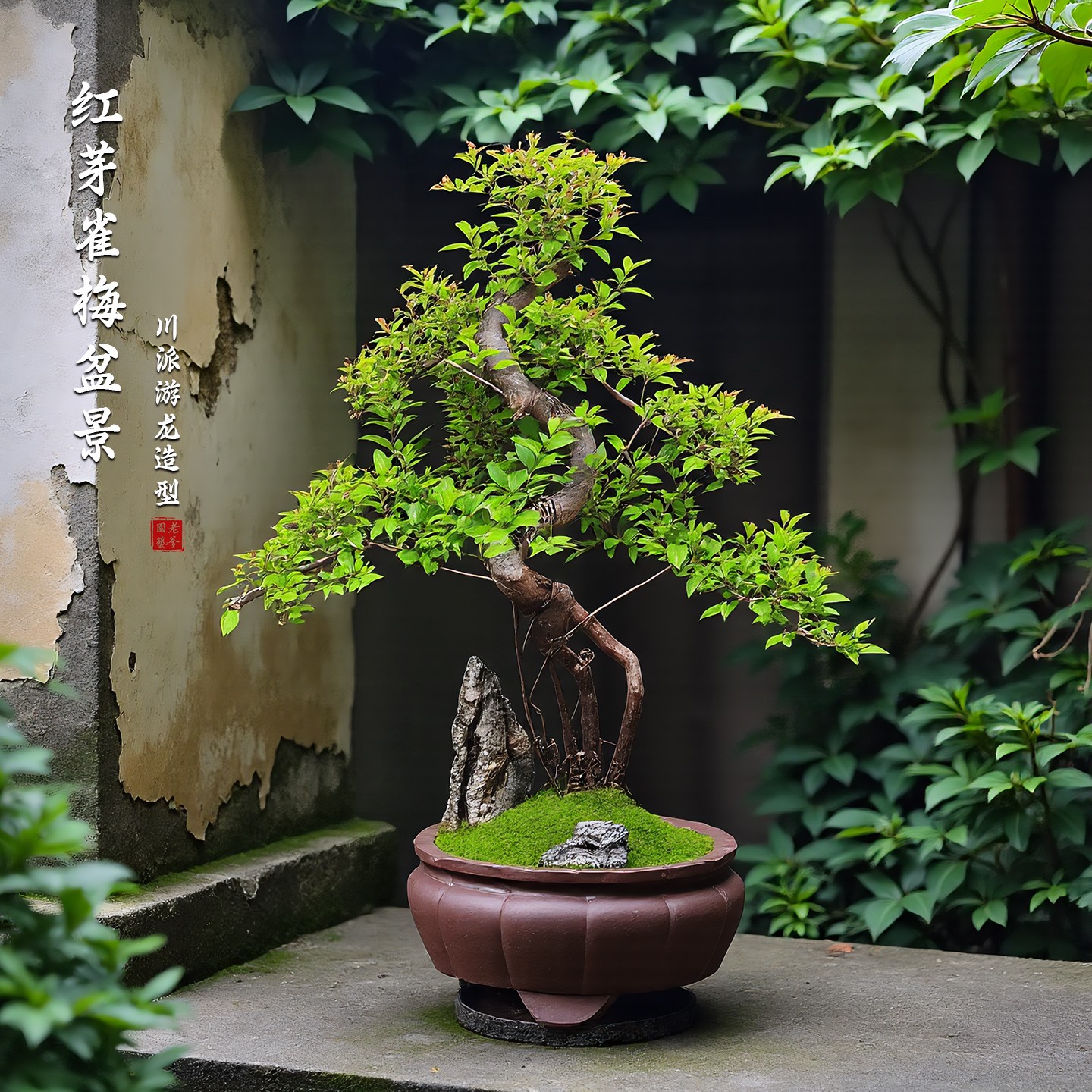 雀梅盆景盆栽室内植物办公室桌面好养造型土培老桩盆景常青绿植