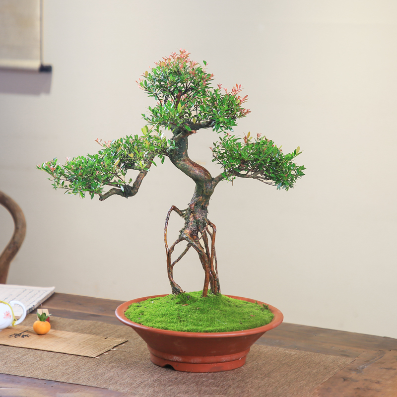 小叶赤楠盆栽一物一拍老桩造型紫砂盆景客厅庭院绿植室内观叶桌面