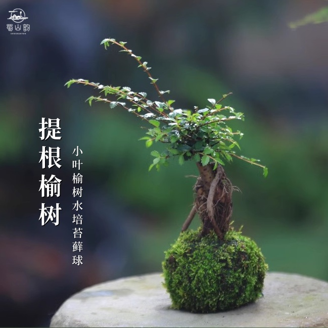 小叶榔榆盆景紫砂老盆口