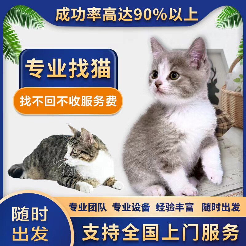 专业找猫团队寻猫服务寻猫团队猫丢了寻宠团队宠物侦探猫救援抓猫