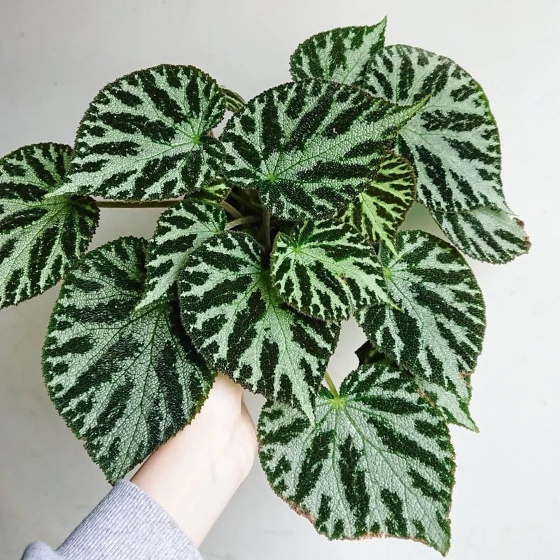 begonia imperialis银珠帝王银色宝石秋海棠