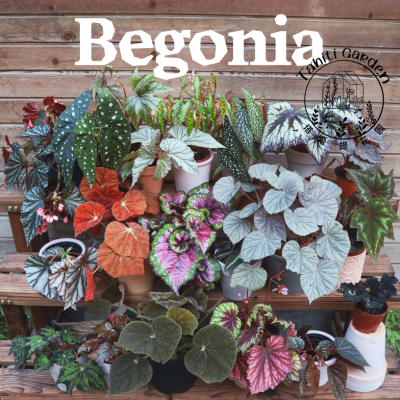 塔希希提花园合集一室内秋海棠INS风小盆栽