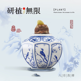 朱顶红蜡球礼盒装毕加索花色2026新款青花瓷外形