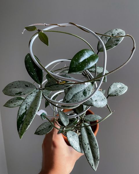 塔希提花园073球兰hoya073室内开花植物