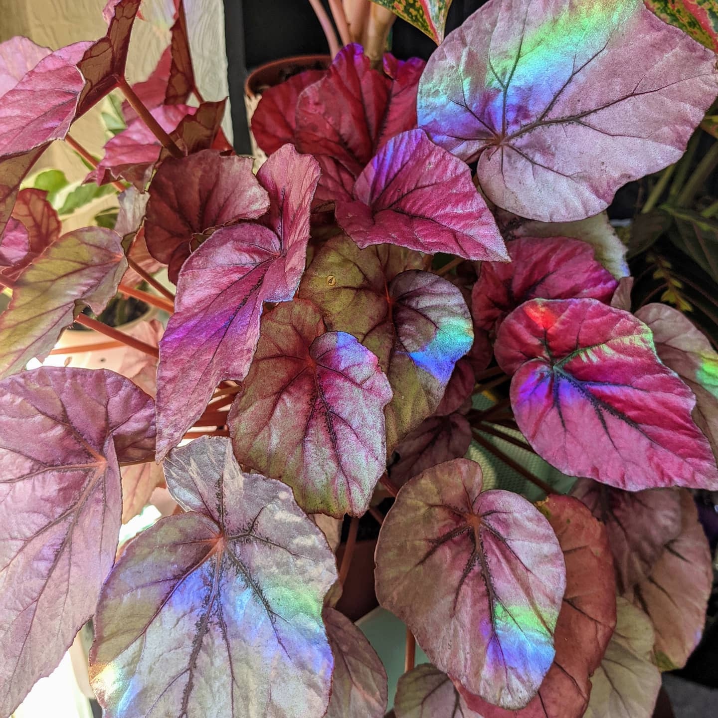 火焰红宝石印加之火秋海棠塔希提花园begonia inca flame